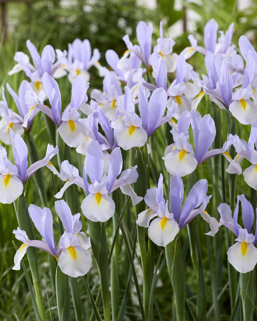 Iris Hollandica 'Silver Sky'